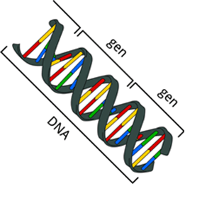 DNA streng met Gen