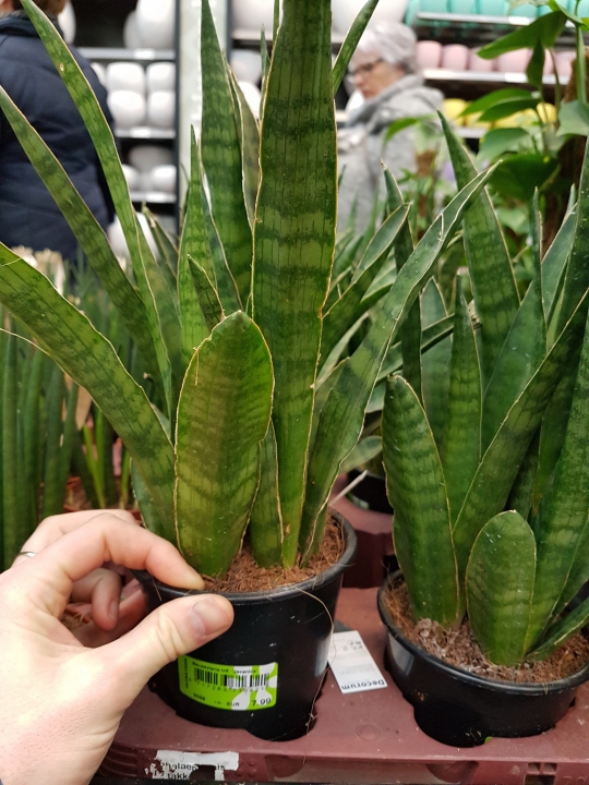 Sansevieria