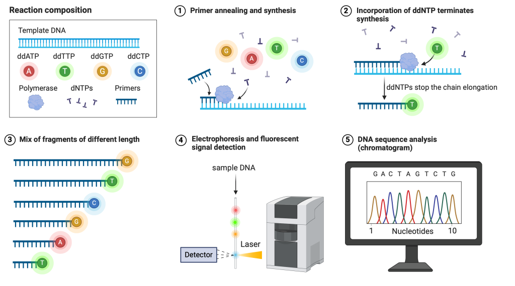 Figure 4.5 Process of Sanger sequencing. ddATP = dideoxy-ATP, ddTTP = dideoxy-TTP, ddGTP = dideoxy-GTP, ddCTP = dideoxy-CTP, dNTPs = deoxynucleosidetriphosphates.