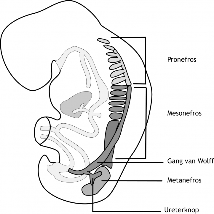 Figuur 6.5 Ontwikkeling van het urogenitaal systeem in het intermediaire mesoderm in een vijf weken (na conceptie) oud embryo. Het intermediaire mesoderm is in drie segmenten verdeeld: de pronefros, de mesonefros en de metanefros. De verzamelbuis wordt aanvankelijk in de pronefros gevormd, maar verdwijnt weer na enkele dagen. Vervolgens wordt in de mesonefros een verzamelbuis gevormd: de ductus mesonefricus (buis van Wolff).