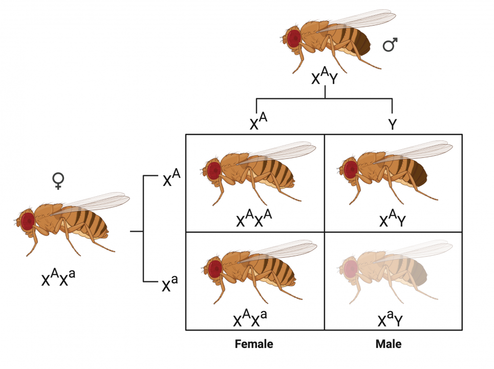 Figure 5.1 The principle of the test for sex-linked recessive lethal mutations. Sex in flies is determined by the presence of XX sex chromosomes in females and XY in males. In a normal cross, there will be a 1:1 ration of male:female flies. If a recessive lethal mutation (a) occurs in a female in the parental generation, this is passed onto the male, which as it only has a single X chromosome, will not have the dominant (A) gene. Therefore, this male will not survive and the result is a reduction in the fraction of males, i.e. the change in the gender ratio, in the next generation.