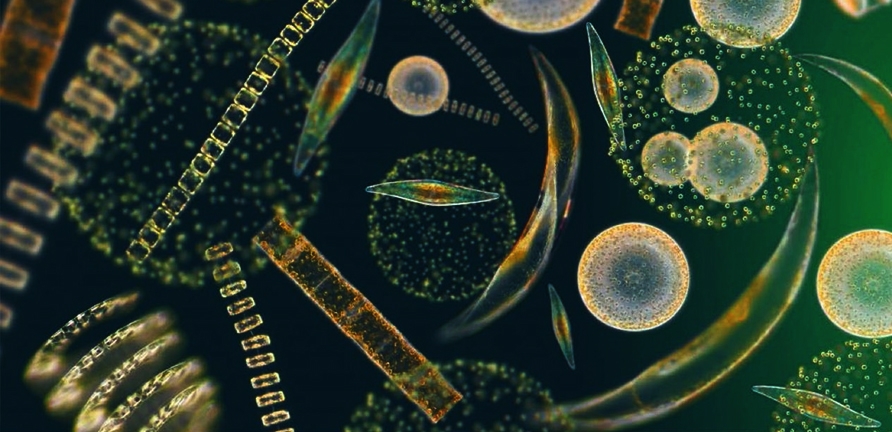 phytoplankton