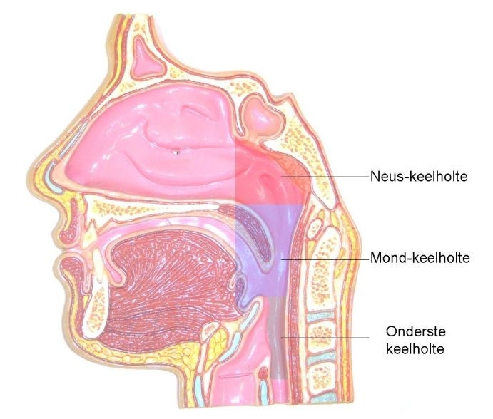 Afbeelding 4, Bron: Dentalzorg