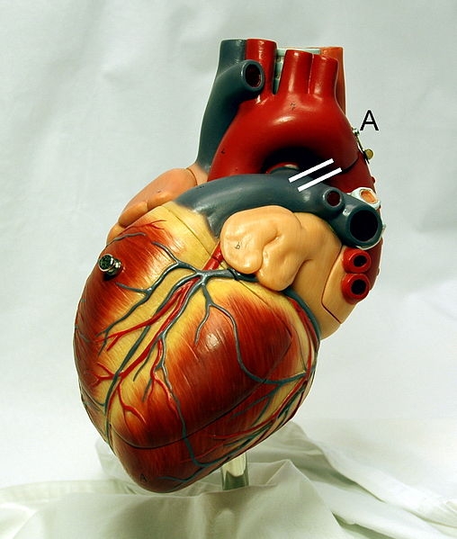 Afbeelding 2: Het hart