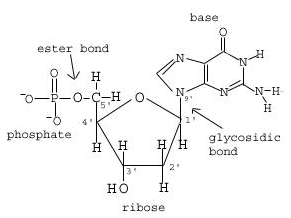 Figuur 4: Suikermolecuul en fosfaatgroep in DNA