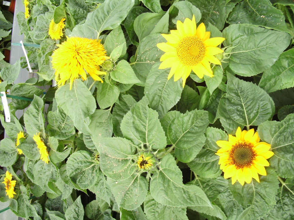Inteeltlijn van zonnebloem. Deze lijn is slechts 1 keer zelfbestoven, daarom zie je nog veel variatie. Dit materiaal is nog zeer heterozygoot. Door de planten vaker zichzelf te laten bestuiven, zal het materiaal homozygoter worden. Bron: Kieft Seeds.