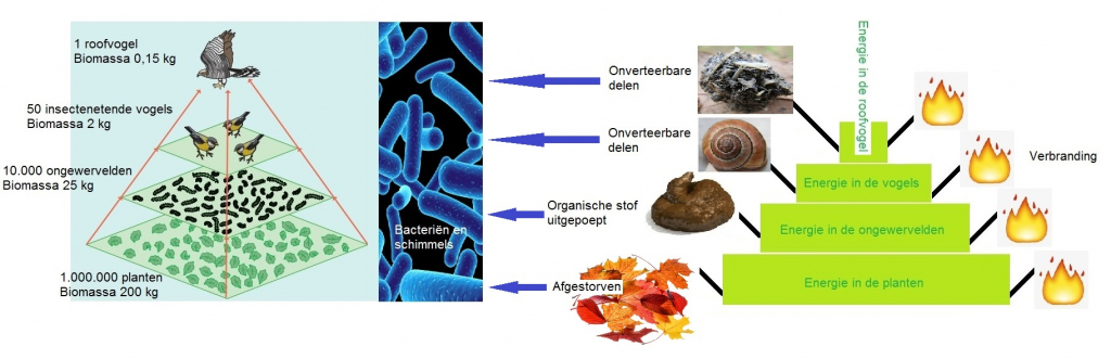 Van voedselketen naar voedselpiramide en de energieomloop