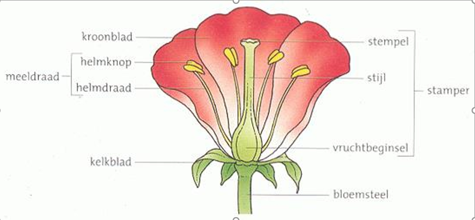 Onderdelen van de bloem