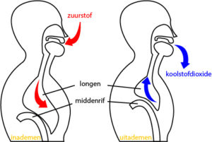 De ademhaling - Bron: BurnOutTeam (2018)