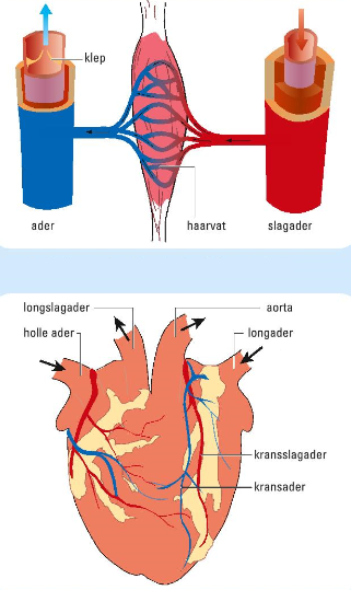 Afbeelding 2: drie soorten bloedvaten en het hart