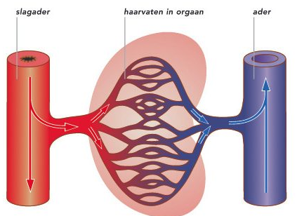 Afbeelding 18 - http://leerjaar2hetmenselijklichaam.jouwweb.nl/hoofdstuk-5-het-bloedvatenstelsel/opdracht-6-slagaders-aders-en-haarvaten