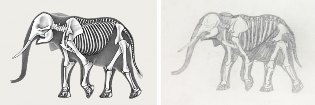 voorbeeld: hier is een plaatje van het skelet van een Afrikaanse olifant (links) nagetekend (rechts)