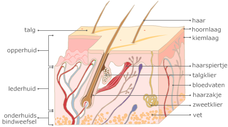 De opbouw van de huid