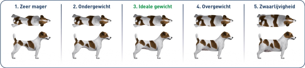 De conditiescore bij honden