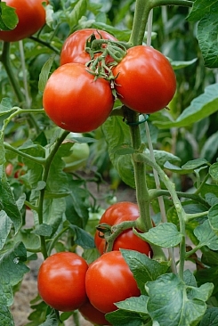 Tomatenplant