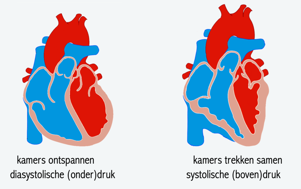 Afbeelding: Systole en diastole