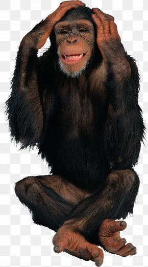 Chimpansee