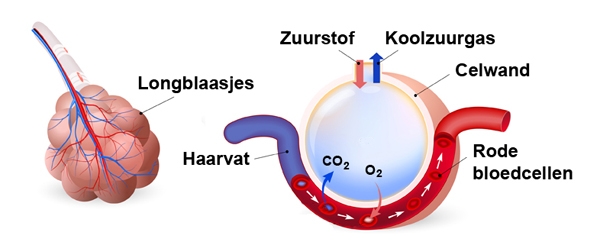 Gaswisseling longblaasjes