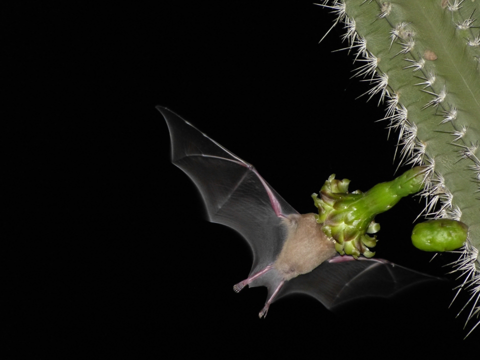 Een vleermuis steekt zijn kop in de bloem van een zuilcactus (Subpilocereus repandus). De vleermuis neemt stuifmeel mee naar een volgende plant. Bron:Leon Pors / Curacao Footprint Foundation.