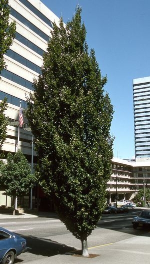 Fagus sylvatica 'Fastigiatia'