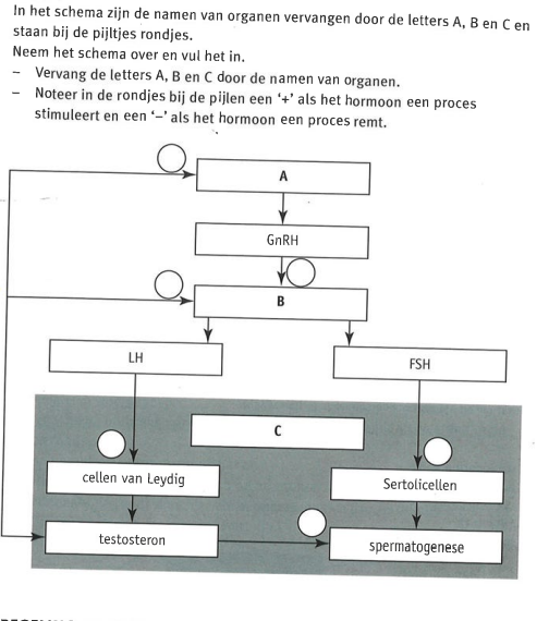 Opdracht hormonale cyclus van de man