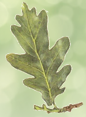 Leaf 1