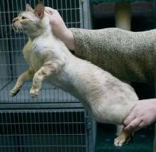 Het fixeren van een kat