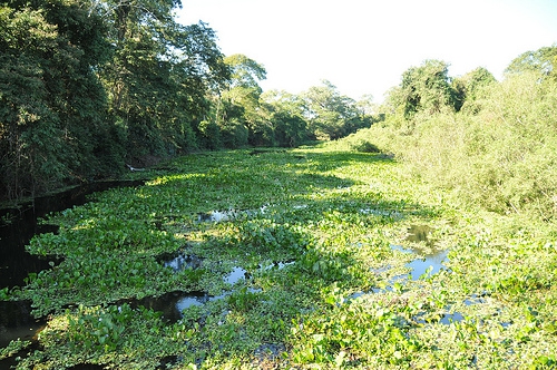 Beschermd natuurgebied van Pantanal (flickr/Roberto Hungria) 