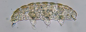 Figure 20.12 The tardigrade Hypsibius exemplars