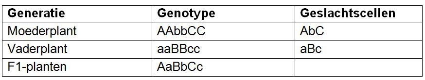 Alle eicellen van de moederplant bezitten de eigenschappen AbC. Alle stuifmeelkorrels van de vaderplant bezitten de eigenschappen aBc. Elke F1-plant krijgt hierdoor het genotype AaBbCc. Alle F1-planten zijn genetisch identiek. Bron: CAH Vilentum.