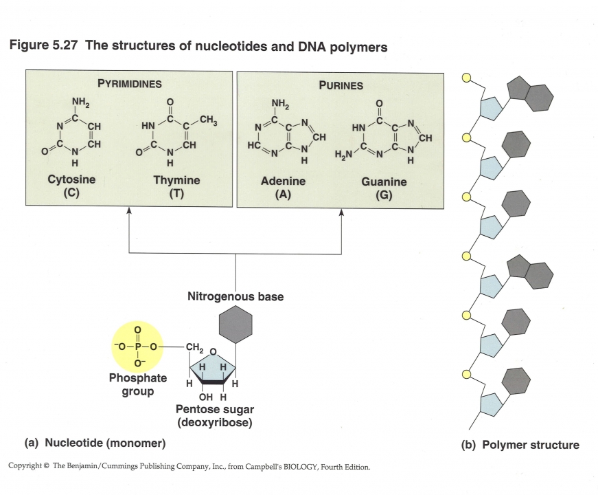 De basis van DNA polymeren