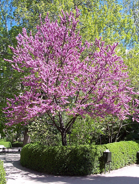 Cercis chinensis