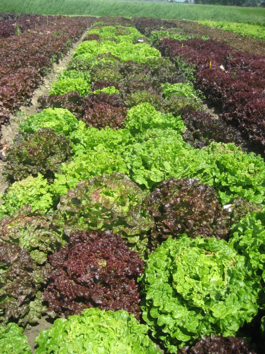 In deze F2-generatie kan selectie heel interessant zijn. Als men bijvoorbeeld voorkeur heeft voor een groene kleur of een bepaalde kropvorm, zou men daarop kunnen selecteren. Bron: CAH Vilentum.