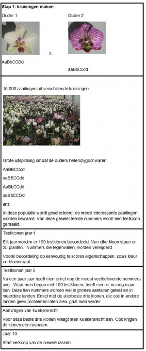 Samenvatting veredeling van een vegetatief vermeerderd gewas, in dit geval Phalaenopsis. Bron: CAH Vilentum.