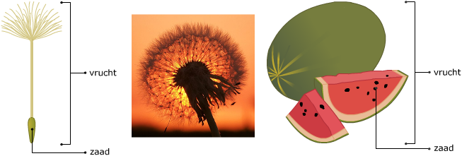 paardenbloem en watermeloen