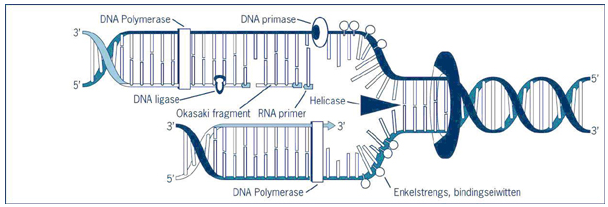 Figuur 7: DNA-replicatie (bron: NLT module)