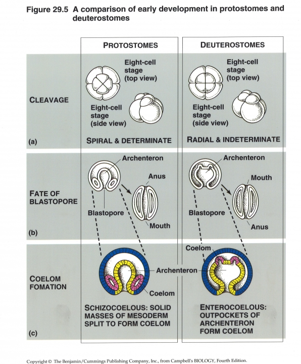 embrionale ontwikkeling protosomen en deuterosomen