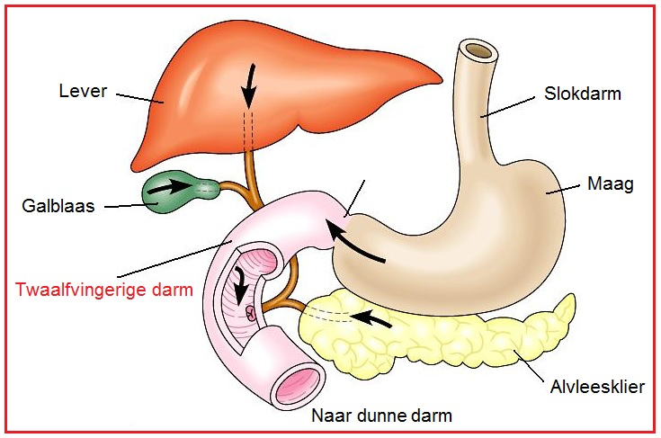 De ligging van de maag, lever, galblaas, alvleesklier en twaalfvingerige darm