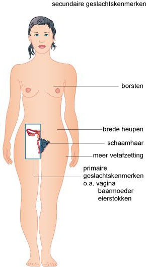 Bron: https://ubervoordepuber.jouwweb.nl/