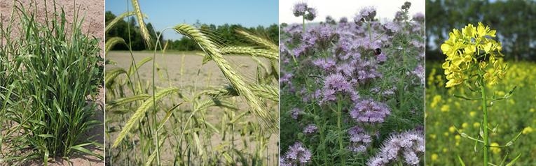 Diverse groenbemesters
