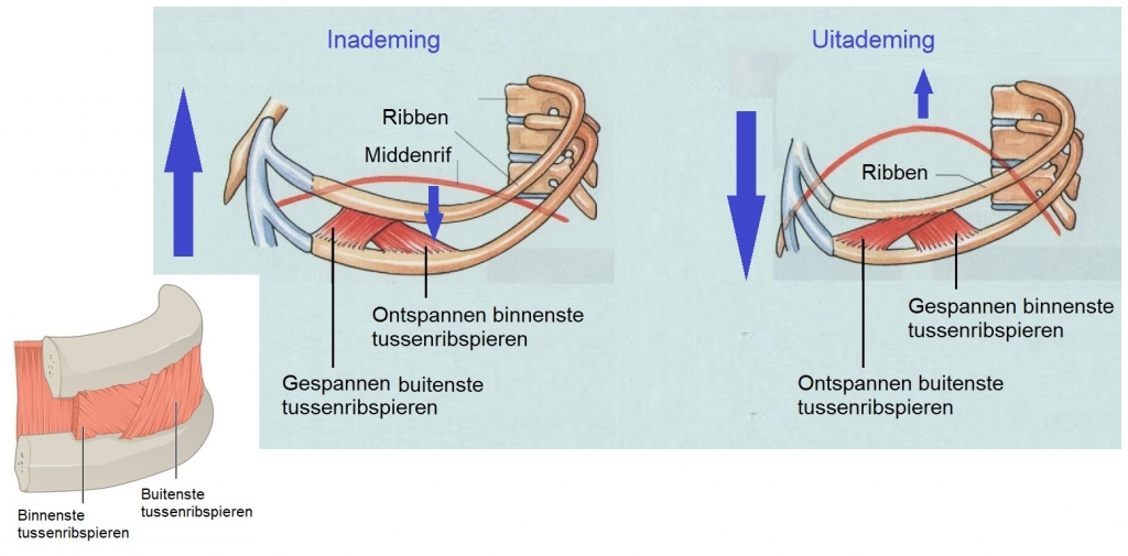 Bron: biologielessen.nl - Tussenribspieren