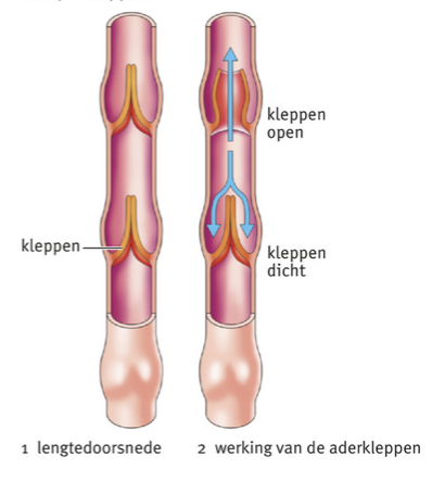 bron: Malmberg