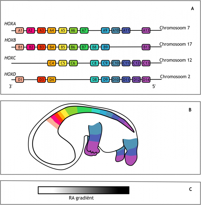 Figuur 6.4 Homeoboxgenen. (A) Schematische weergave van de organisatie van de Homeobox (HOX) genen bij de mens. Deze genen liggen achter elkaar in vier paraloge clusters op vier verschillende chromosomen. De genen zijn genummerd van 1 tot 13 waarbij de lage nummers aan de 3’ kant liggen en de hoge nummers aan de 5’ kant. Genen met hetzelfde nummer, maar op een ander chromosoom hebben een andere letter in de annotatie en vormen een paraloge groep. (B) De expressie van de HOX-genen begint in het anteriore gebied (lage nummers) en eindigt in het posteriore gebied (hoge nummers). (C) Retinoïnezuur (RA) beïnvloedt de expressie van HOX-genen. De concentratie van RA is lager aan de anteriore zijde (links) dan aan de posteriore zijde (rechts). De anteriore, 3’ gelegen, HOX-genen zijn gevoeliger voor deze vitamine metaboliet.