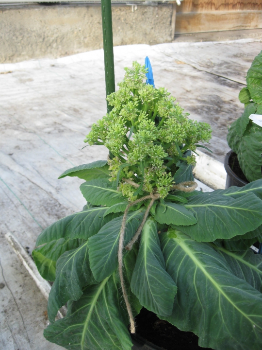 Deze plant lijkt er alweer wat meer op, maar moet nog eens worden gekruist met een bloemkool. Bron: Nickerson Zwaan.