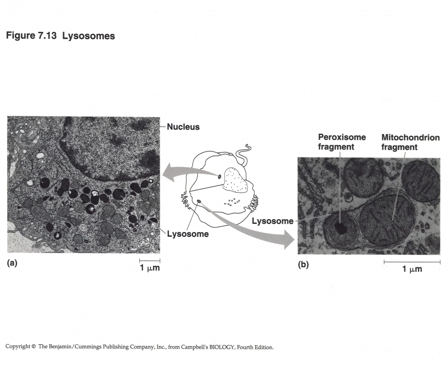 Lysosomen