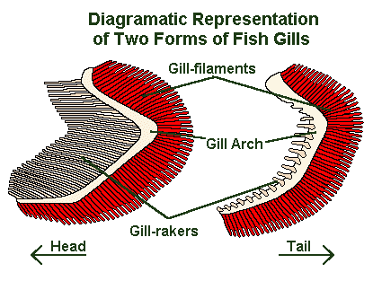 gillarch=kieuwboog, gill-rakers=kieuwzeef, gill-filaments=kieuwlamellen