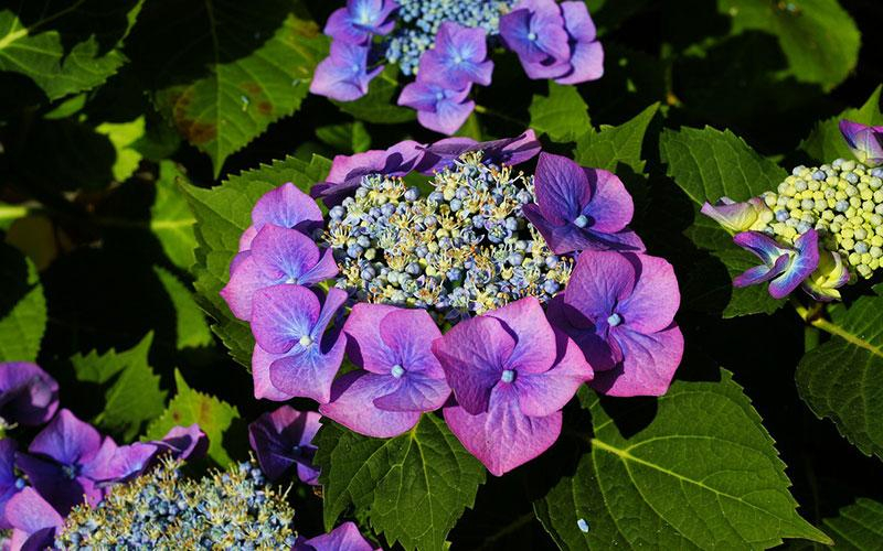 Voor de voortplanting hebben planten verschillende trucjes. Zo zijn er planten die insecten aantrekken met zogenaamde 'schijnbloemen'. Dit zijn bloemen die geen voortplantingsorganen hebben zoals stamper en meeldraden. Deze 'schijnbloemen' noemt men ook wel 'ongeslachtelijke' bloemen.  In de link van Naturalis lees je meer!