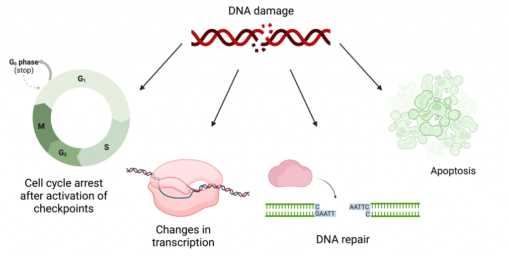 Figure 5.6 Cell response to DNA damage. If the damage is severe, the cell will undergo apoptosis. However, if the damage is less severe, the cell cycle will be paused to allow changes in transcription to occur and ultimately DNA will be repaired.