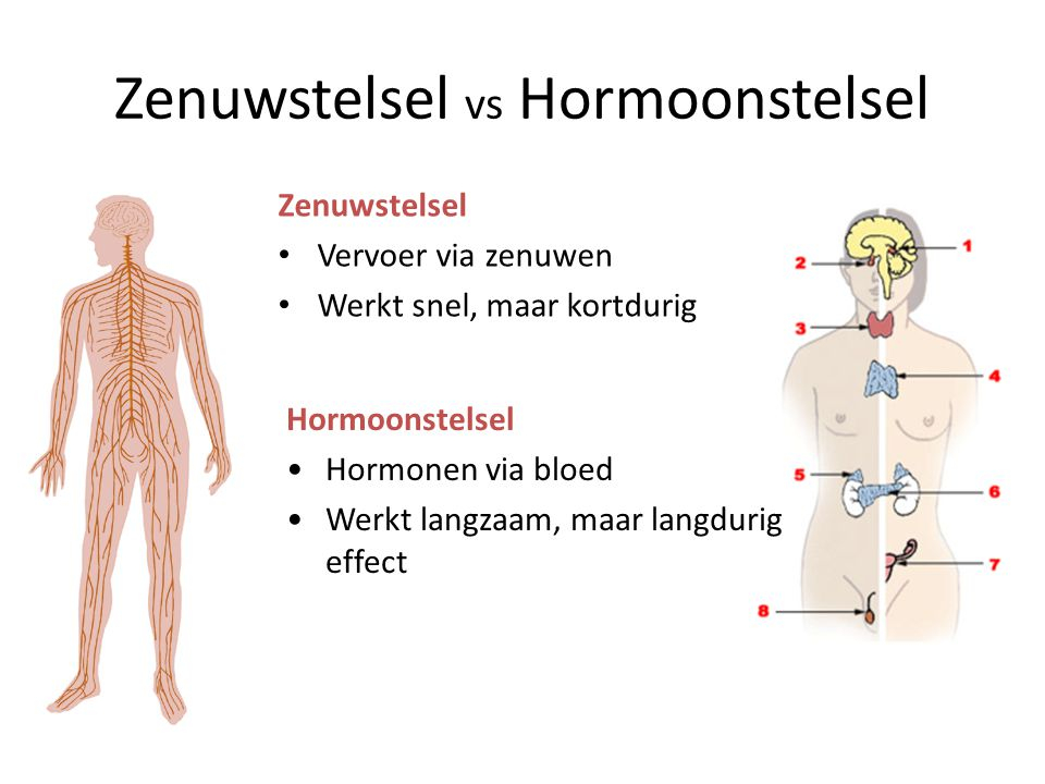 Afbeelding 3: Zenuwstelsel en hormoonstelsel