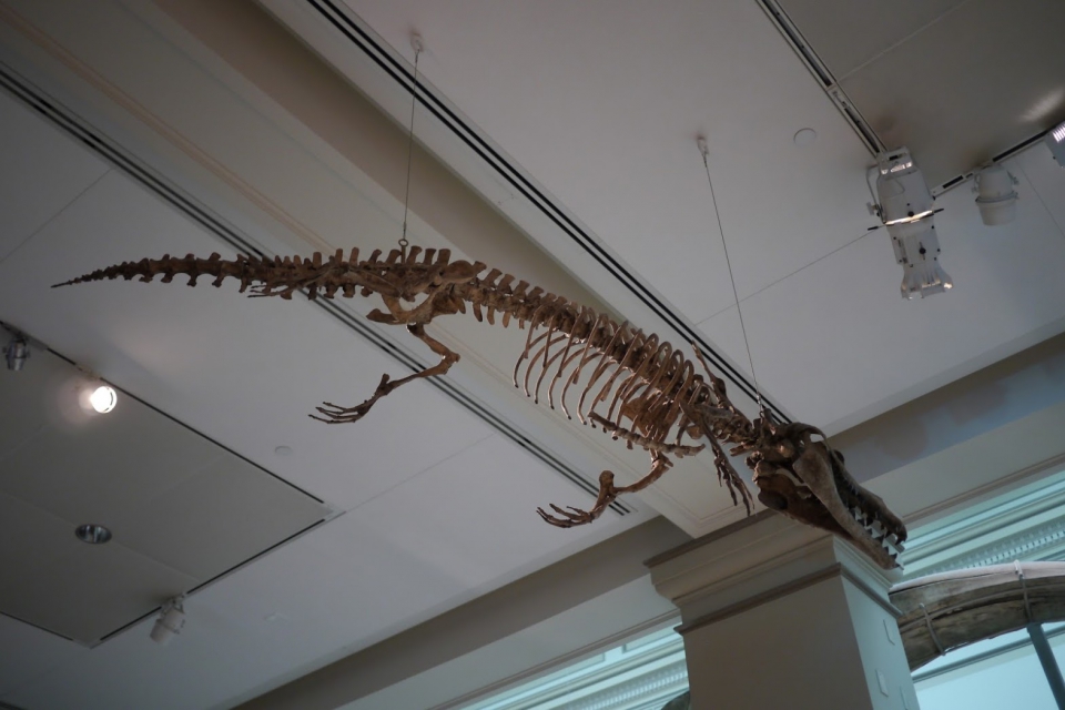 Smithsonian - Washington: Rhodocetus skeleton (Photographer: JJ Wietsma)